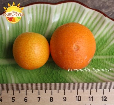 Fortunella Japonica - 